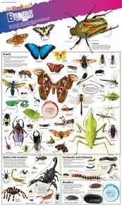 DKFINDOUT! BUGS POSTER