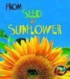 FROM SEED TO SUNFLOWER