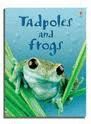 TADPOLES AND FROGS