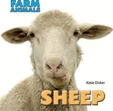 FARM ANIMALS:SHEEP